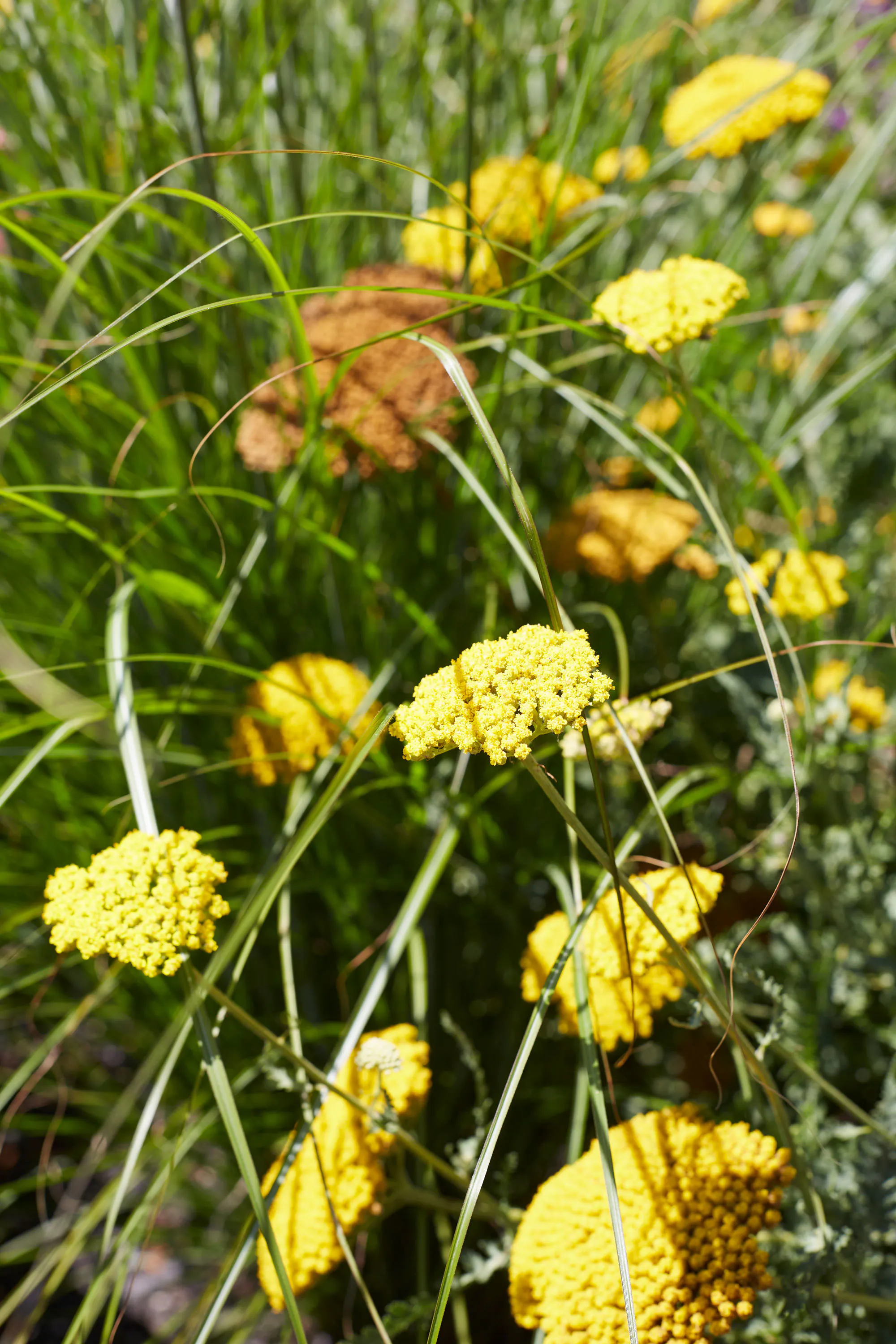 N Woo XWD Gardens Summer2021 0557 web