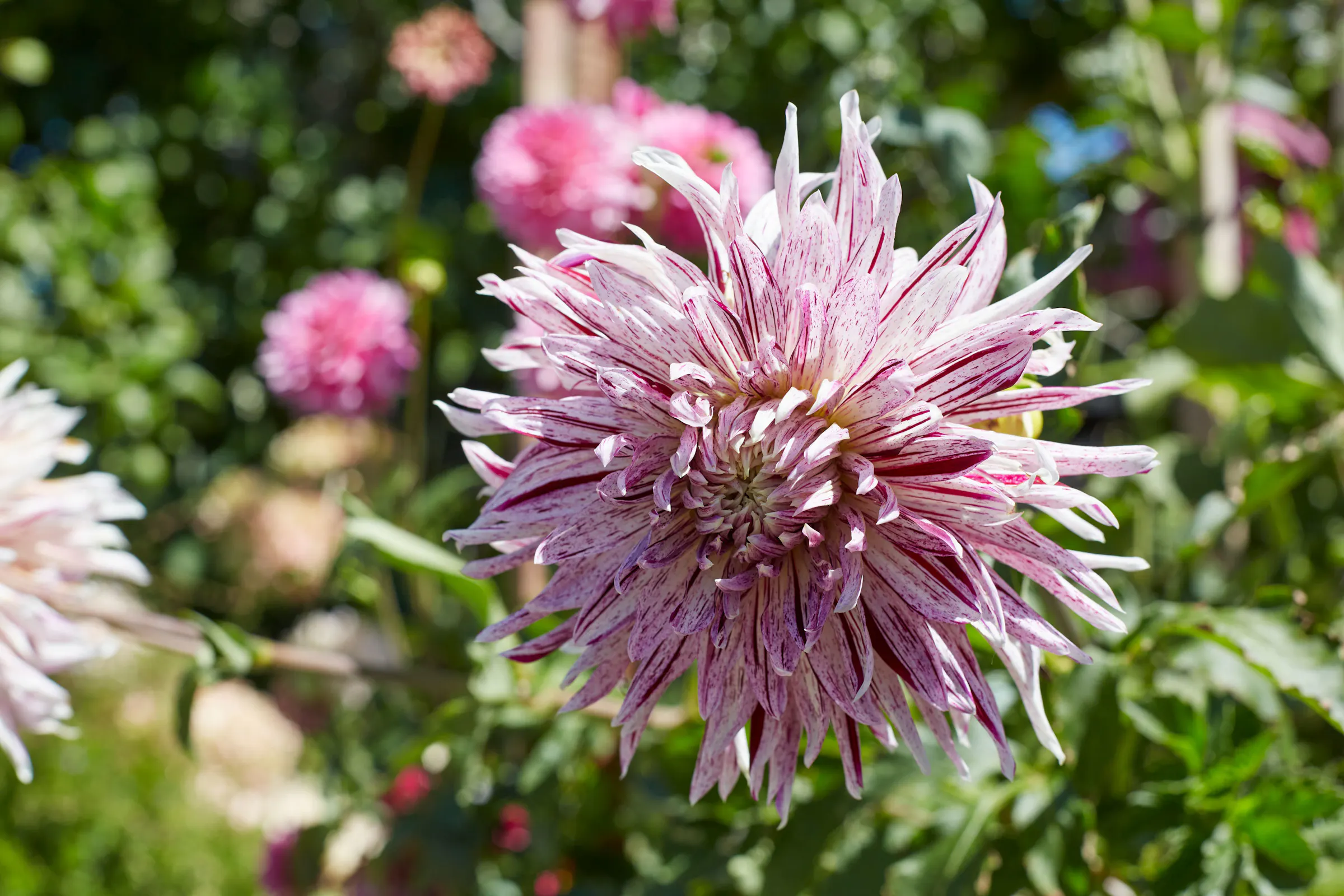 N Woo XWD Gardens Summer2021 0560 web