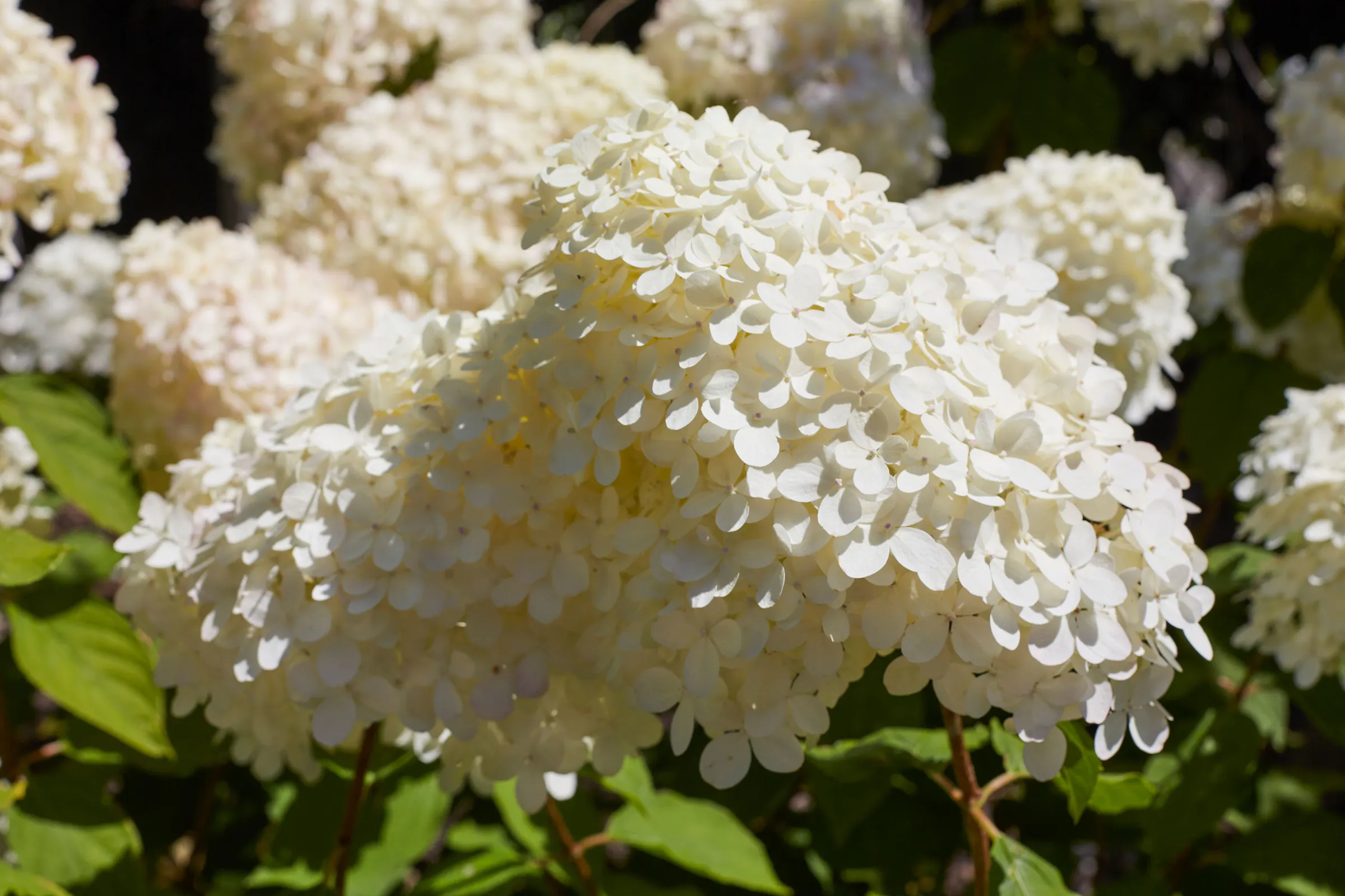 N Woo XWD Gardens Summer2021 0562 web