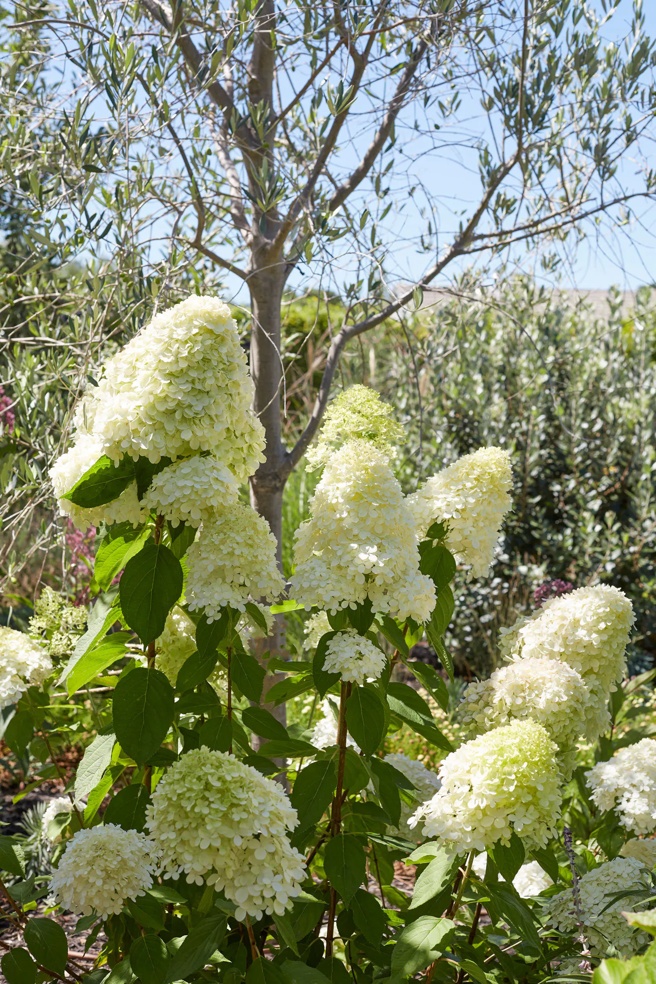 N Woo XWD Gardens Summer2021 0576 web
