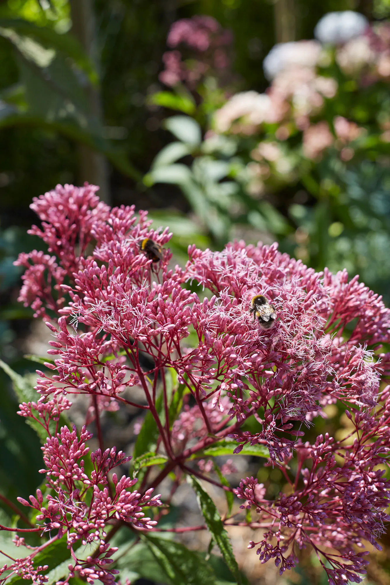 N Woo XWD Gardens Summer2021 0589 web