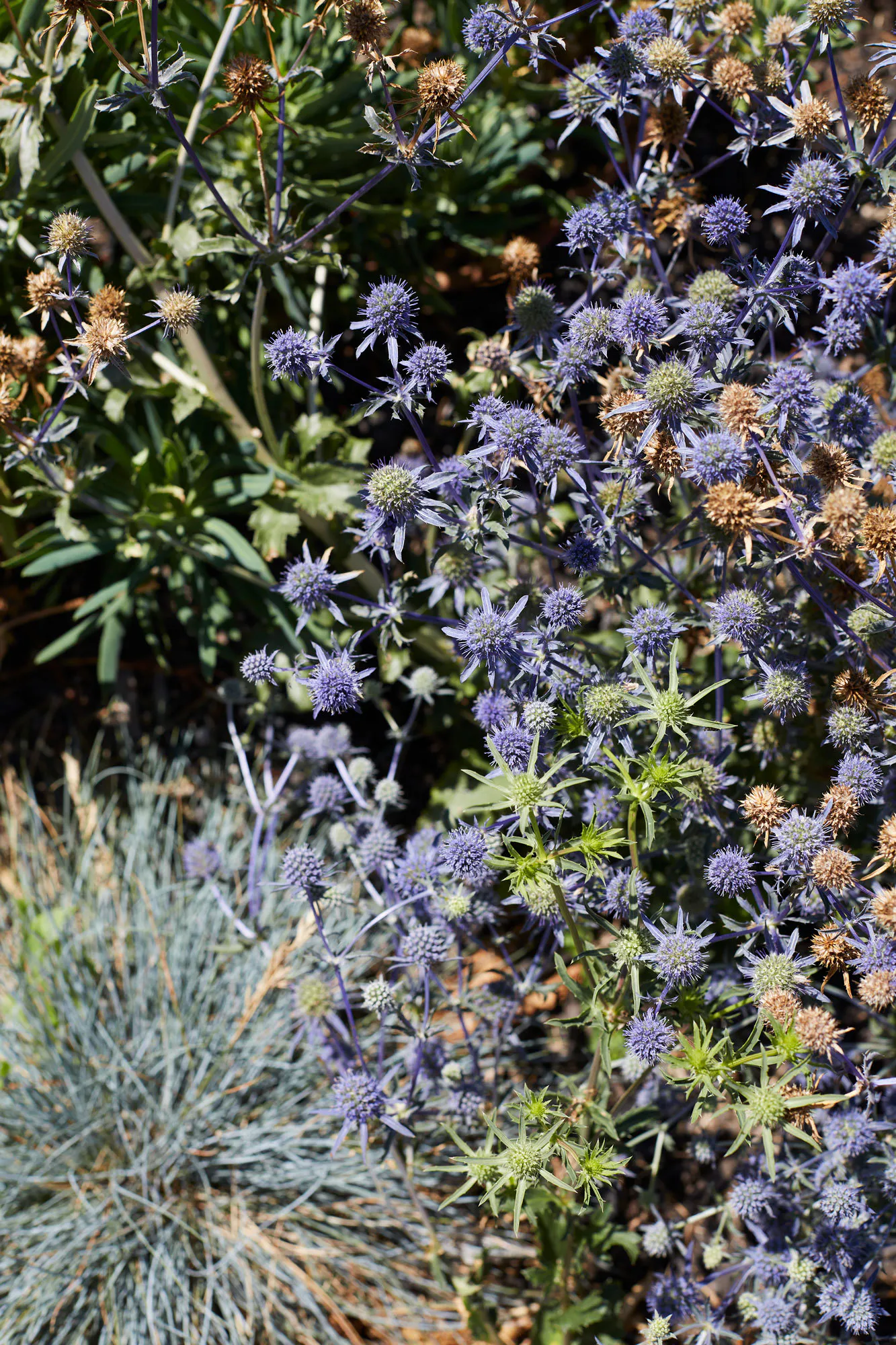 N Woo XWD Gardens Summer2021 0598 web