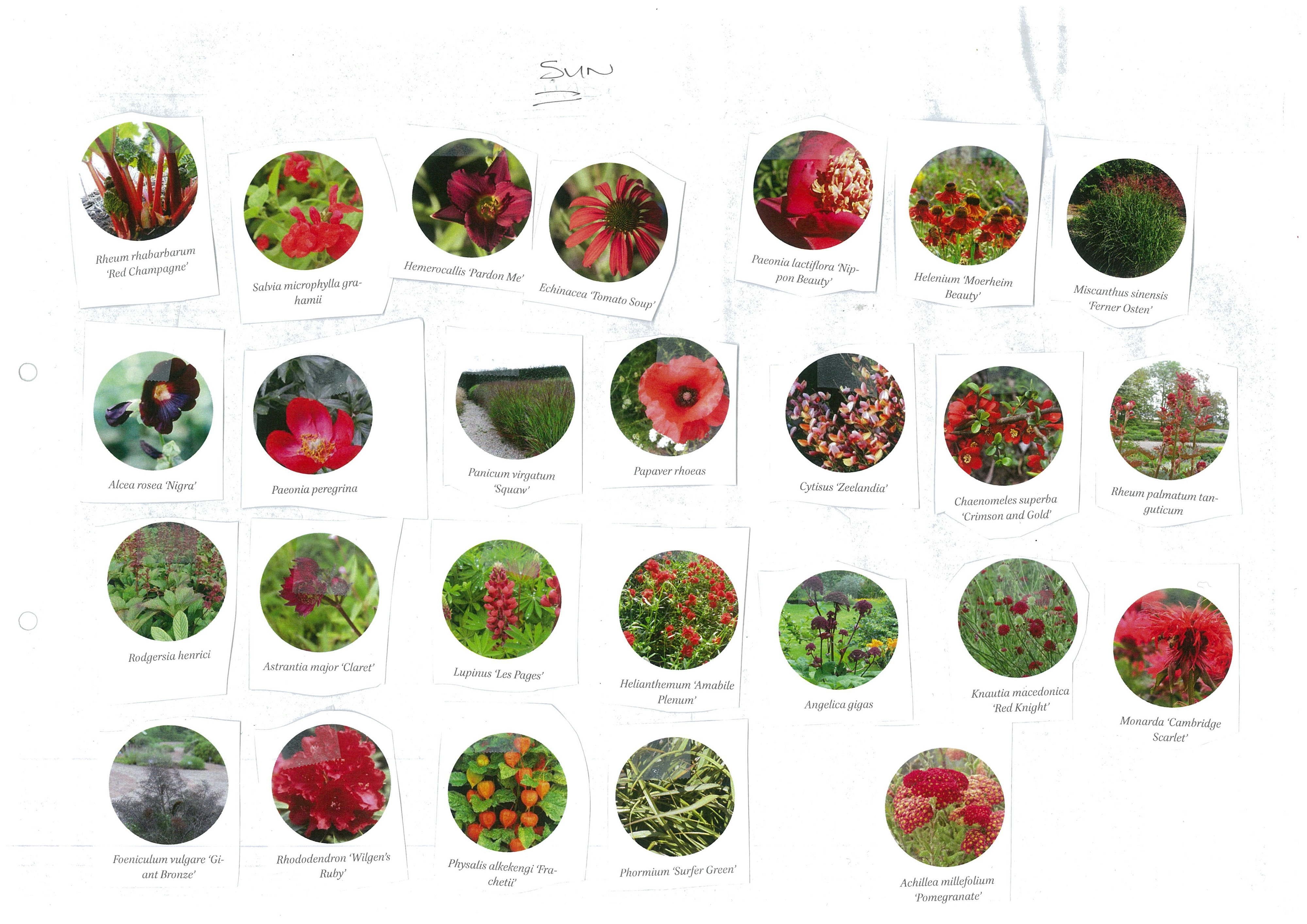 Plant palette cutout 1