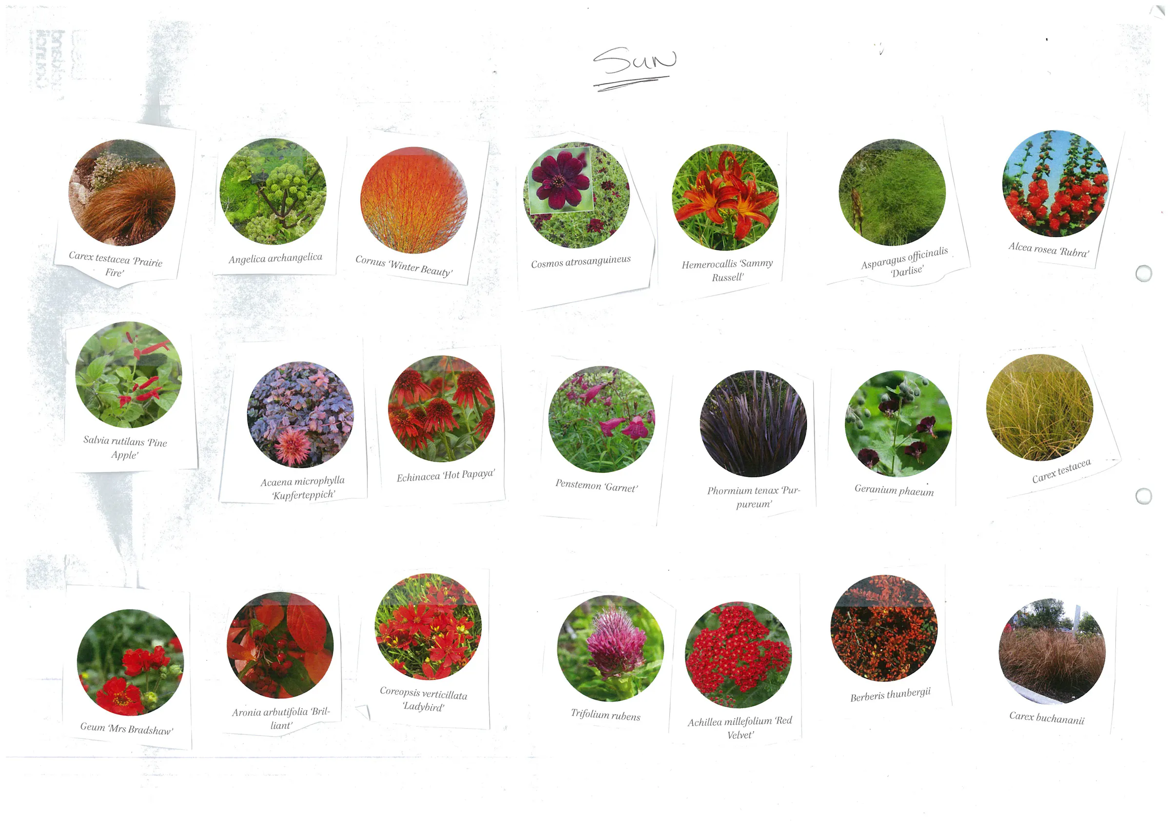 Plant palette cutout 2