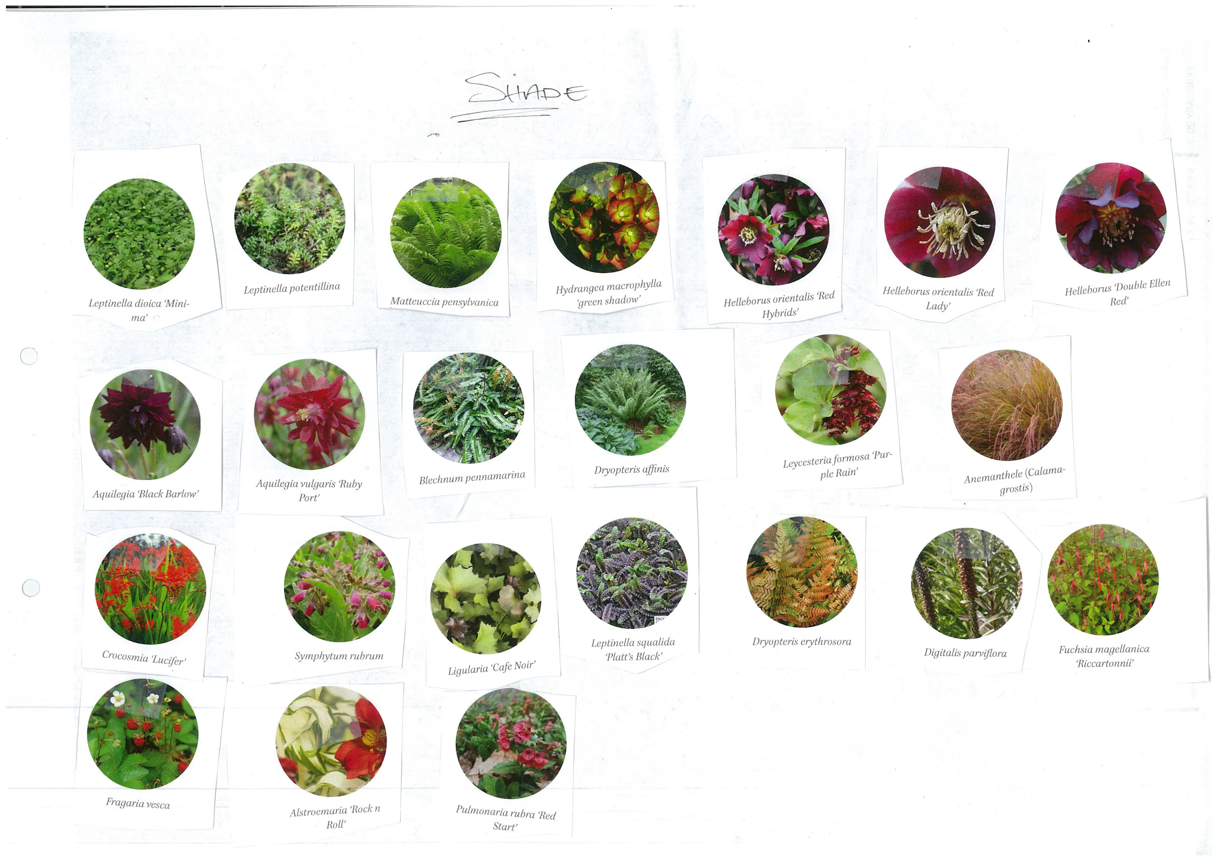 Plant palette cutout 3