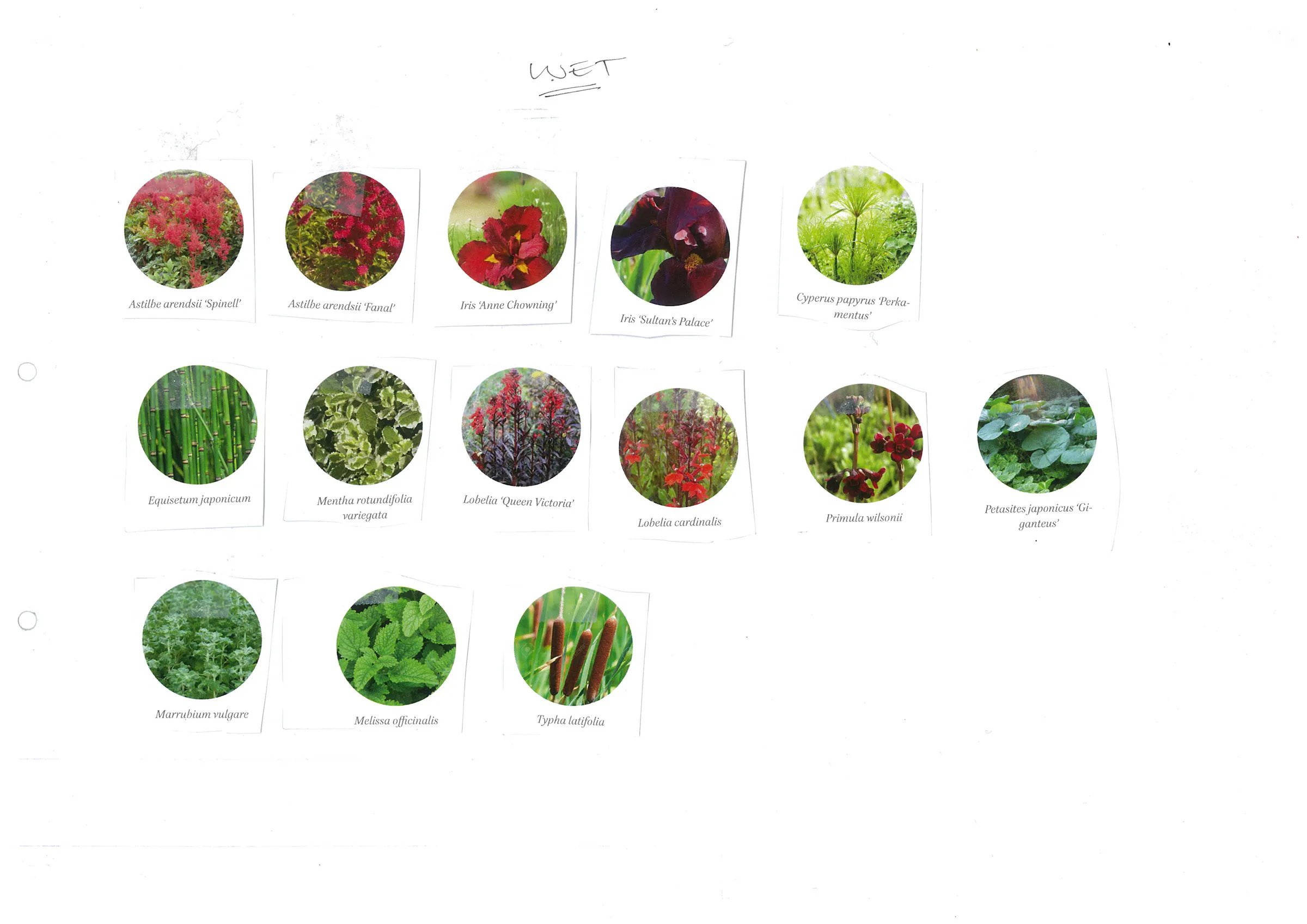 Plant palette cutout 4