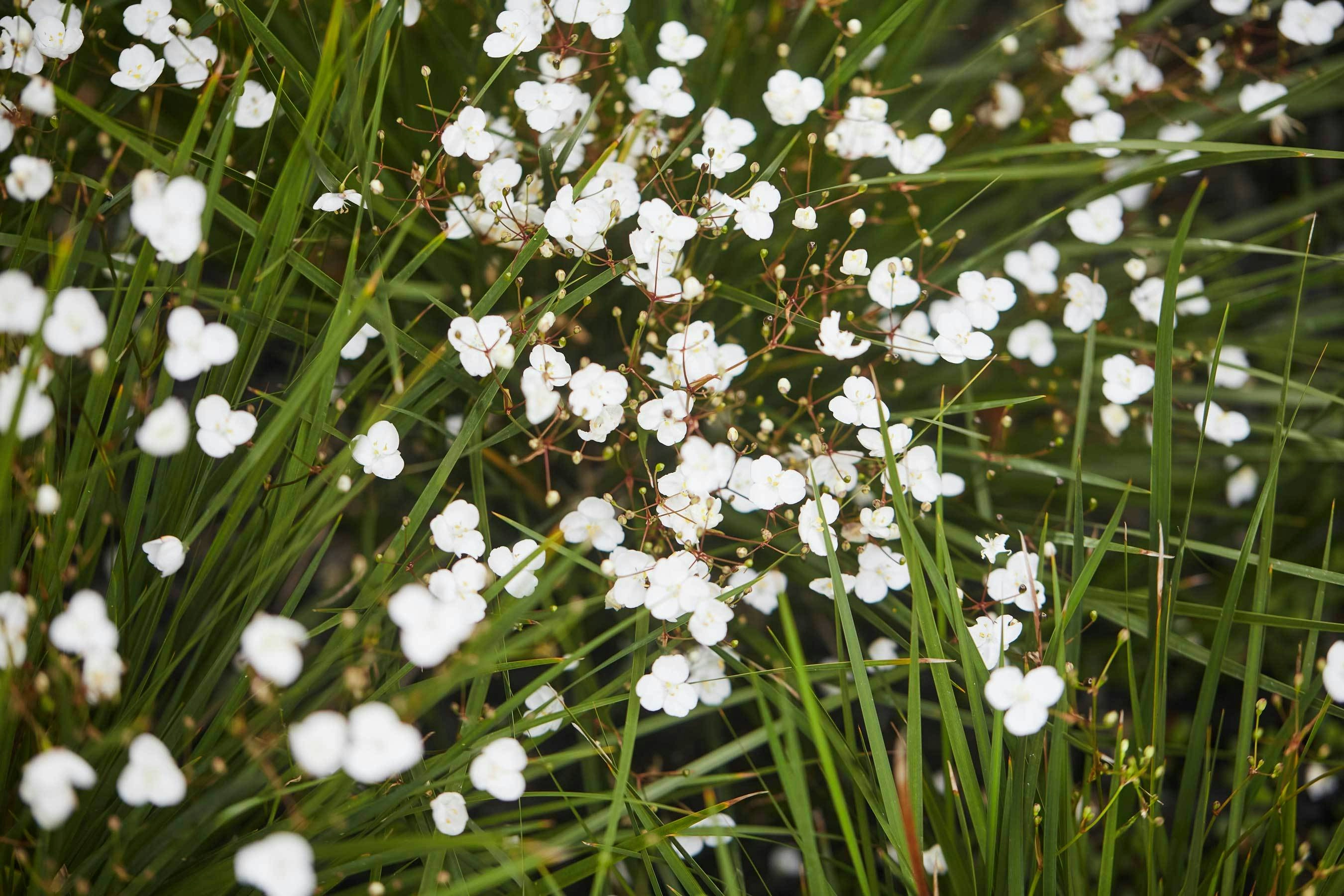 N Woo Heather Garden 6 Nov20 0157web