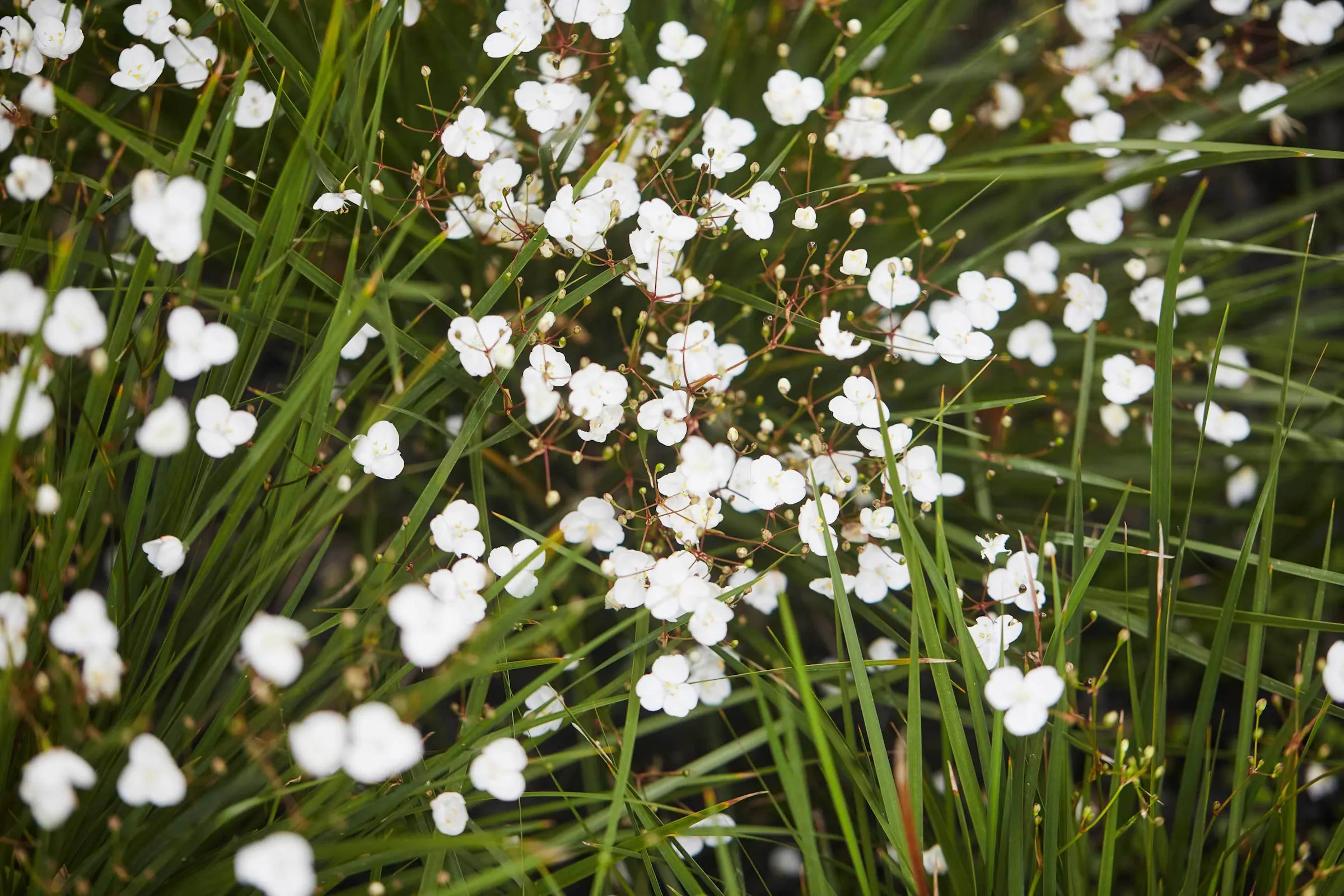 N Woo Heather Garden 6 Nov20 0157web