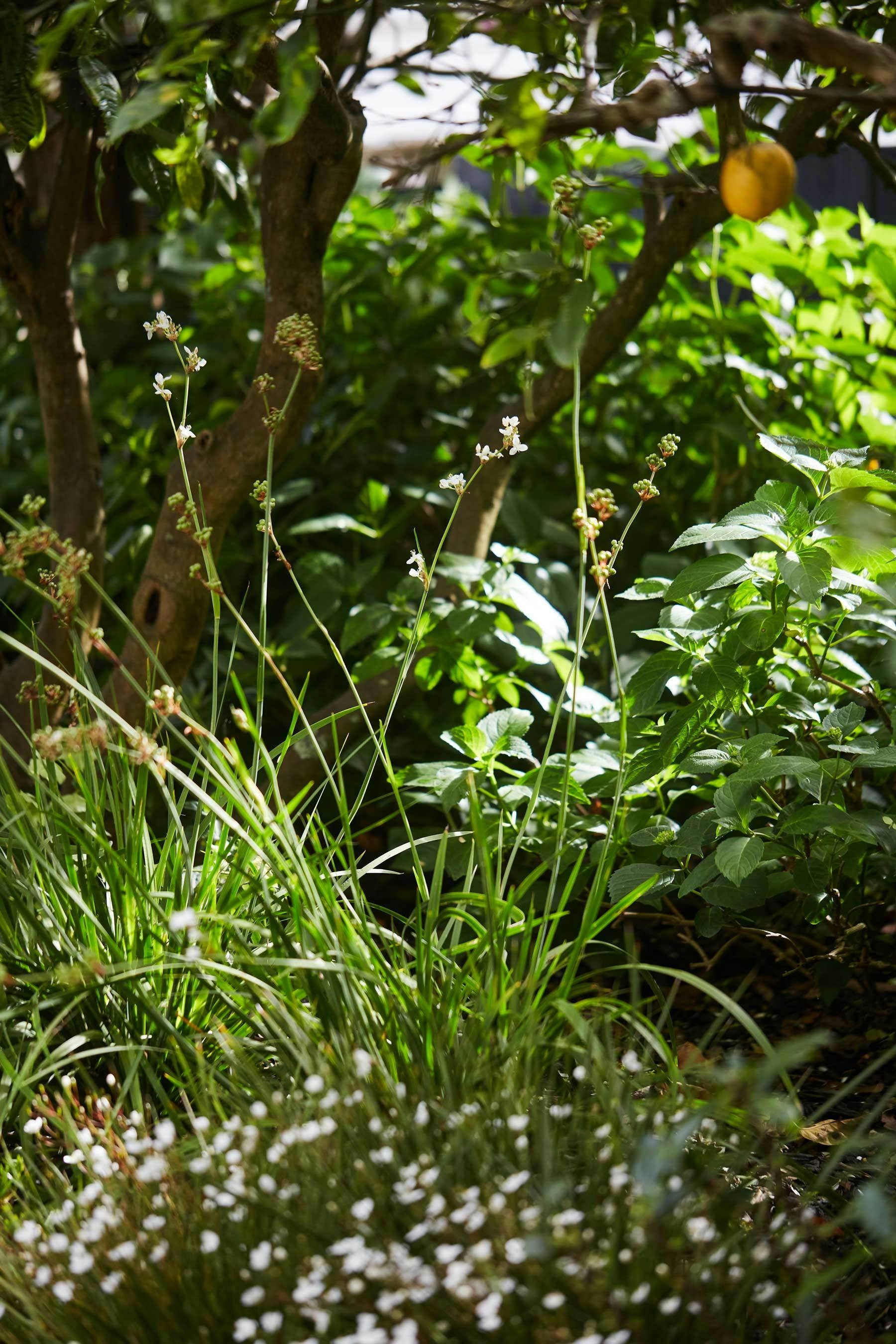 N Woo Heather Garden 6 Nov20 0159web