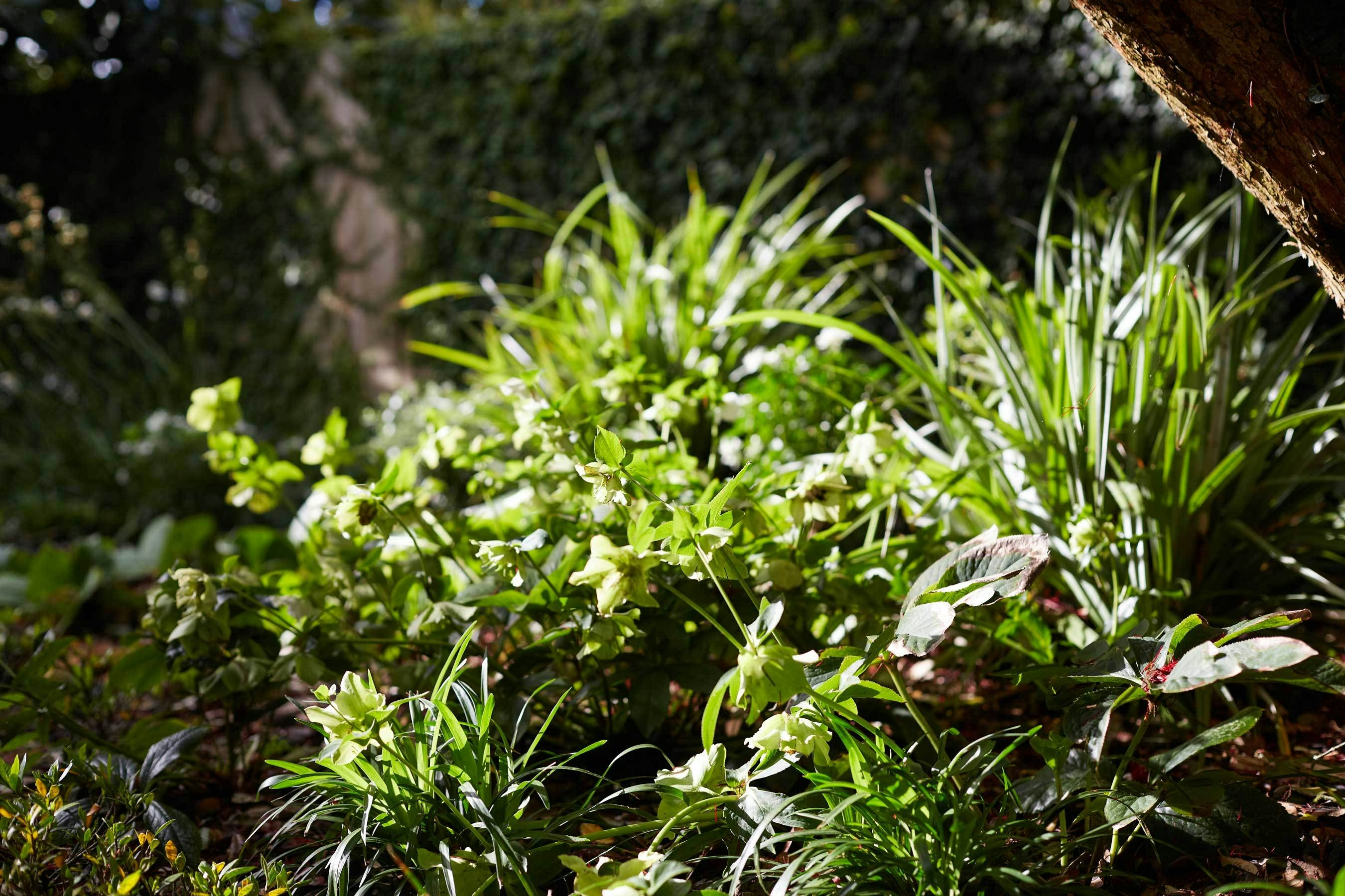 N Woo Heather Garden 6 Nov20 0343web