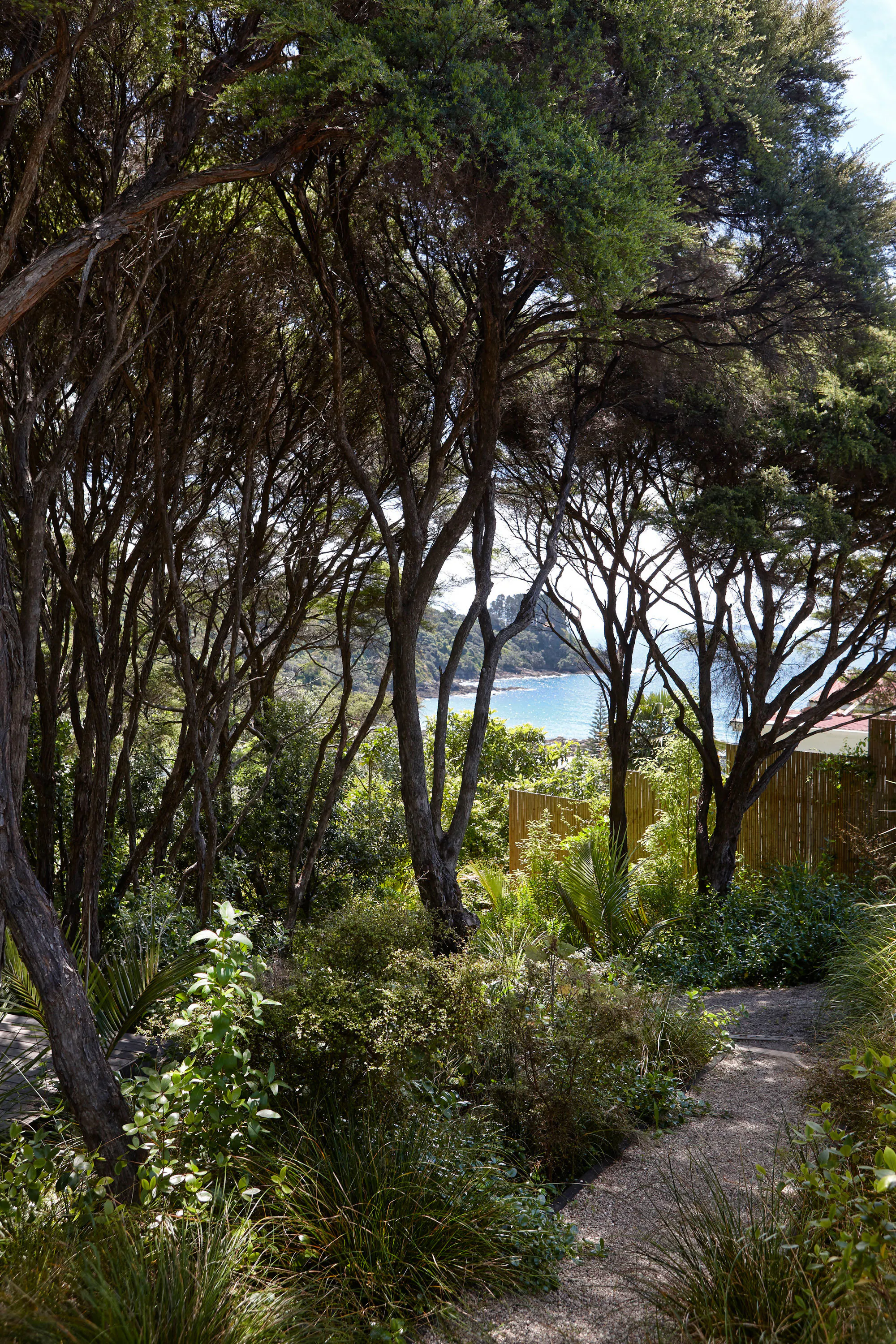 1711 Jackie Meiring Photo Waiheke Douglas 342x web