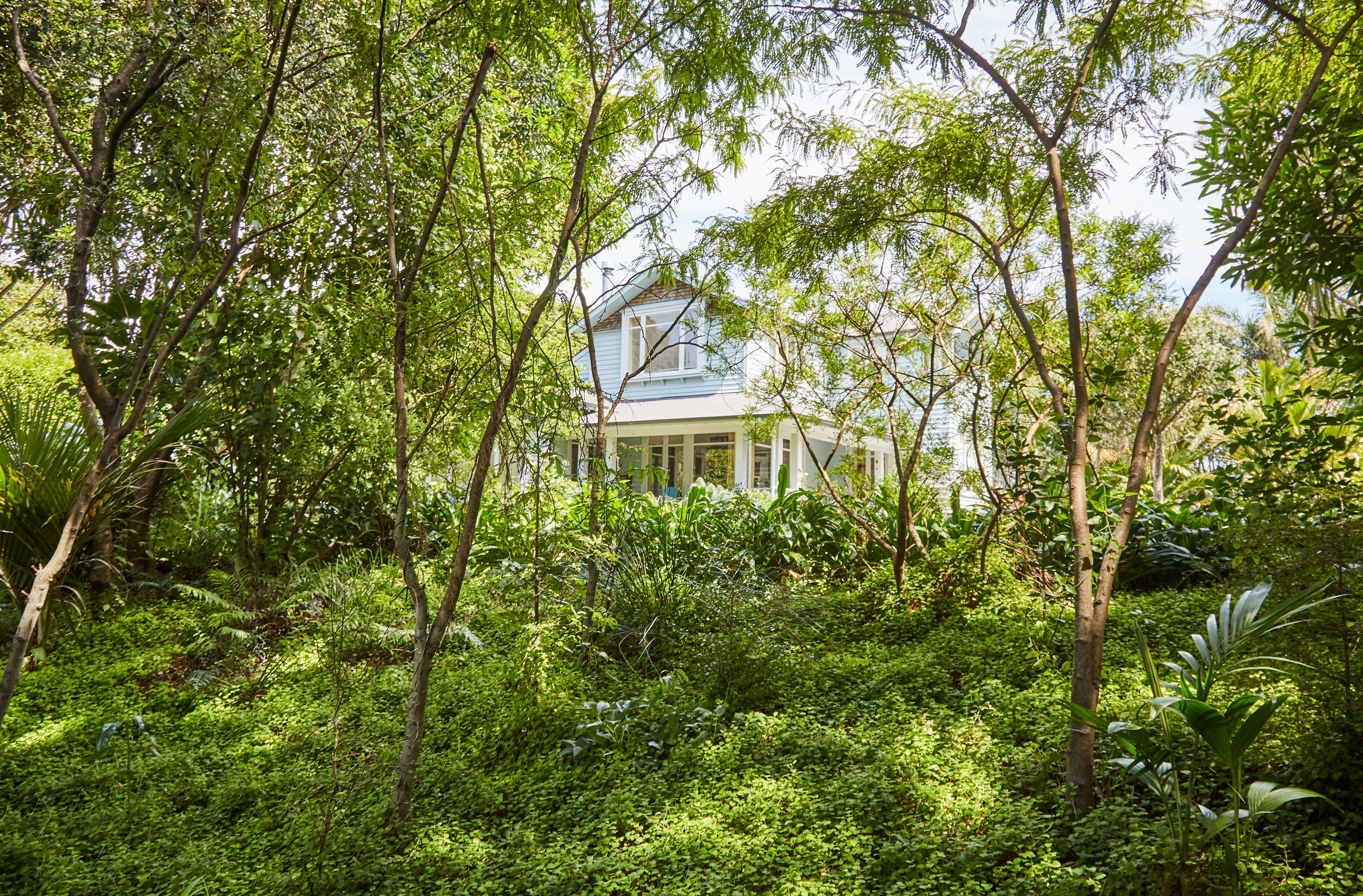XWD Maungawhau Forest 19 web