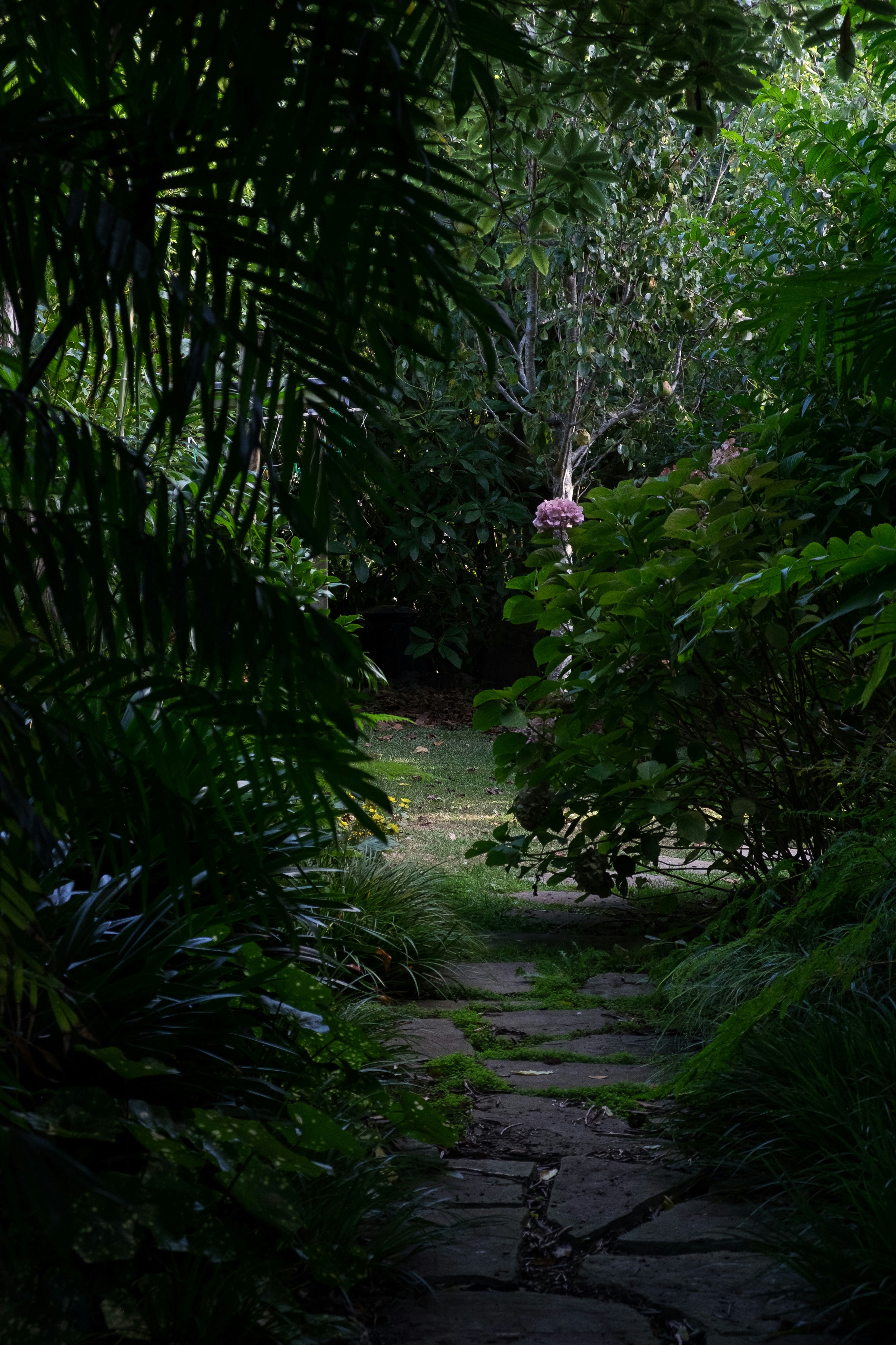 XWD Maungawhau Pathways 105 web